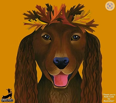 Pawsfest Pet Festival event